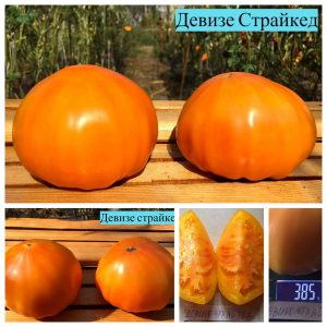 ДЕВИЗЕ СТРАЙКЕД (DEWEESE STREAKED) - крупный желтый би-колор, 10 семян
