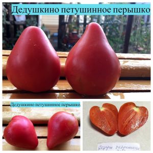 ДЕДУШКИНО ПЕТУШИННОЕ ПЕРЫШКО (GRANDPA’S COCK’S PLUME) - розовое утонченное сердце, 5 семян