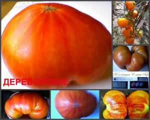 ДЕРЕВЕНСКИЕ (HILLBILLY) - сладкий крупный яркий биколор