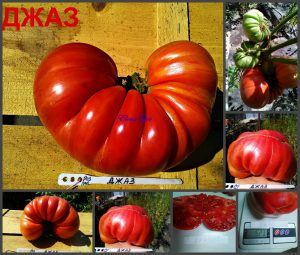 ДЖАЗ (JAZZ) - малиновый крупный сильноребристый томат, 10 семян