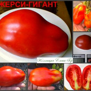 ДЖЕРСИ ГИГАНТ (JERSEY GIANT) - крупная красная сливка, 10 семян