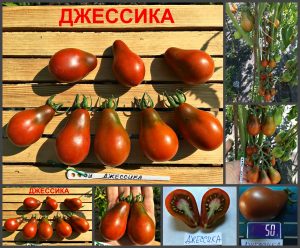 ДЖЕССИКА (JESSICA) - ранняя шоколадная сливка, 10 семян