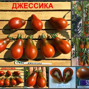 ДЖЕССИКА (JESSICA) - ранняя шоколадная сливка, 10 семян
