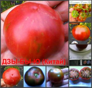 ДЗЫ-БЫ-Ю, ЦЗЫ-Ю (DZY-BY-YU) - ранний продуктивный пурпурный томат, 10 семян