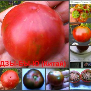 ДЗЫ-БЫ-Ю, ЦЗЫ-Ю (DZY-BY-YU) - ранний продуктивный пурпурный томат, 10 семян