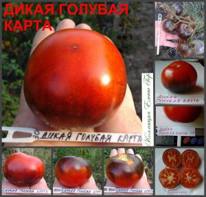 ДИКАЯ ГОЛУБАЯ КАРТА (WILD BLUE CARD) - яркий красный вкусный томат с антоцианом, 10 семян