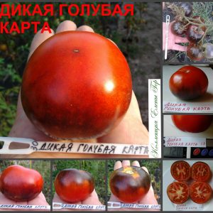 ДИКАЯ ГОЛУБАЯ КАРТА (WILD BLUE CARD) - яркий красный вкусный томат с антоцианом, 10 семян
