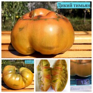 ДИКИЙ ТИМЬЯН (WILD THYME) - сладкий крупный яркий би-колор, 10 семян