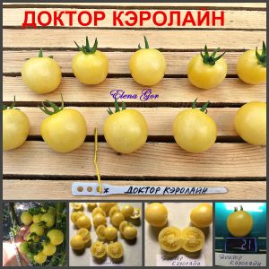 ДОКТОР КЭРОЛАЙН (DOCTOR CAROLINE) - ранний кремовый очень сладкий черри