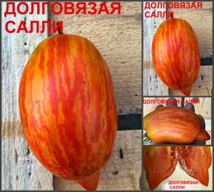 ДОЛГОВЯЗАЯ САЛЛИ, красная линия (LONG TALL SALLY) - крупная полосатая сливка, 5 семян