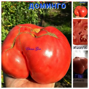 ДОМИНГО (DOMINGO) - розовый гигант бифштекс, 10 семян