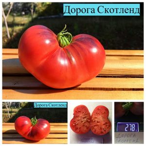 ДОРОГА СКОТДЕЙЛ (SCOTDALE ROAD) - нежный розовый сладкий бифштекс с антоцианом, 10 семян