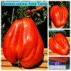 ДРЕВНЕЕ СЕРДЦЕ АКВИ ТЕРМЕ (Cuore Antico di Acqui Terme) - гигантское красное сплющенное сердце, 5 семян 5739 ДРЕВНЕЕ СЕРДЦЕ АКВИ ТЕРМЕ 5739