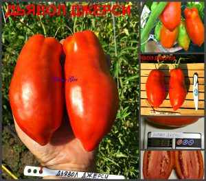 ДЬЯВОЛ ДЖЕРСИ (JERSEY DEVIL) - ранняя урожайная красная сливка-гигант, 10 семян