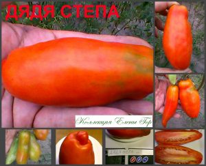ДЯДЯ СТЕПА (UNCLE STEPA) - урожайная красная удлиненная сливка, 10 семян ДЯДЯ СТЕПА (UNCLE STEPA) - урожайная красная удлиненная сливка, 10 семян
