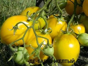 ДЕ-БАРАО ЖЕЛТЫЙ (DE BARAO YELLOW) - высокоурожайная желтая сливка