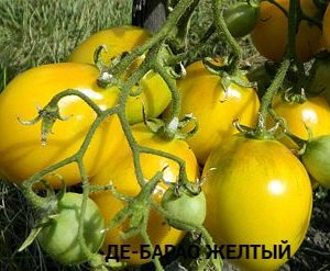 ДЕ-БАРАО ЖЕЛТЫЙ (DE BARAO YELLOW) - высокоурожайная желтая сливка