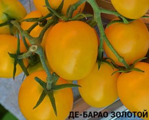 ДЕ-БАРАО ЗОЛОТОЙ (DE BARAO GOLD) - высокоурожайная золотая сливка