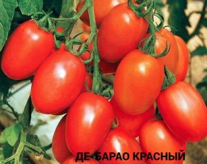 ДЕ-БАРАО КРАСНЫЙ (DE BARAO RED) - высокоурожайная популярная сливка