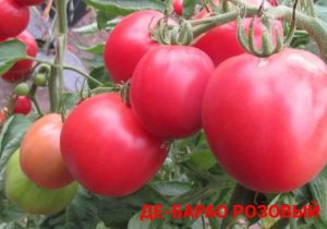 ДЕ-БАРАО РОЗОВЫЙ (DE BARAO PINK) - высокоурожайная популярная сливка