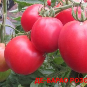 ДЕ-БАРАО РОЗОВЫЙ (DE BARAO PINK) - высокоурожайная популярная сливка