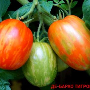 ДЕ-БАРАО ТИГРОВЫЙ (DE BARAO TIGER) - высокоурожайная популярная сливка