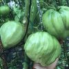 ДРЕВНЕЕ СЕРДЦЕ АКВИ ТЕРМЕ (Cuore Antico di Acqui Terme) - гигантское красное сплющенное сердце, 5 семян 5740 ДРЕВНЕЕ СЕРДЦЕ АКВИ ТЕРМЕ 5740