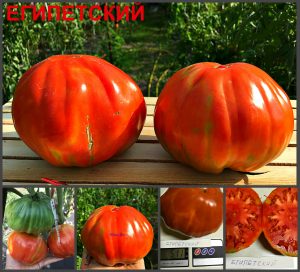 ЕГИПЕТСКИЙ EGYPTIAN - крупный рифленый томат, 5 семян