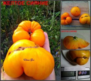 ЖЕЛТОЕ СИЯНИЕ (YELLOW RADIANCE) - очень сладкий яркий би-колор, 10 семян ЖЕЛТОЕ СИЯНИЕ (YELLOW RADIANCE) - очень сладкий яркий би-колор, 10 семян