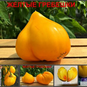 ЖЕЛТЫЕ ГРЕБЕШКИ (YELLOW SCALLOPS) - желтое маслянистое утонченное сердце, 5 семян