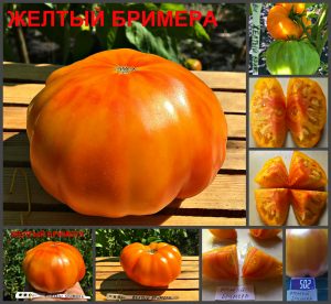 ЖЕЛТЫЙ БРИМЕРА (YELLOW BRIMMERA) - вкусный крупный биколор