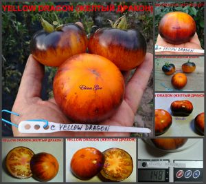 ЖЕЛТЫЙ ДРАКОН (YELLOW DRAGON) - оранжево-синий очень сладкий биколор