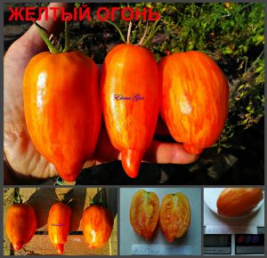 ЖЕЛТЫЙ ОГОНЬ (YELLOW FIRE) - желтая яркая полосатая сливка