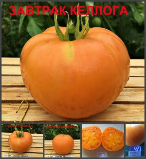 ЗАВТРАК КЕЛЛОГА (КВХ) - сладкий оранжевый томат, 10 семян ЗАВТРАК КЕЛЛОГА (КВХ) - сладкий оранжевый томат, 10 семян