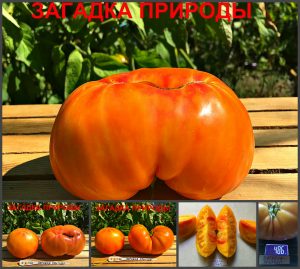 ЗАГАДКА ПРИРОДЫ (MYSTERY OF NATURE) - крупный биколор