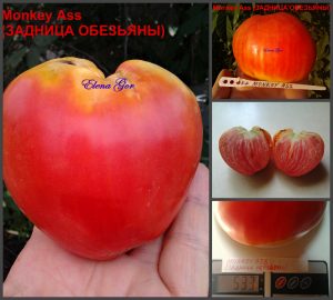 ЗАДНИЦА ОБЕЗЬЯНЫ (MONKEY ASS) - раннее крупное красное сердце, 10 семян