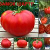 ЗАМОК ШАРТР (CASTLE CHARTRES) - красный крупный бифштекс, 10 семян