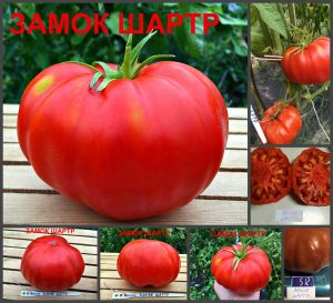 ЗАМОК ШАРТР (CASTLE CHARTRES) - красный крупный бифштекс, 10 семян