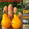 ЗАМОРСКАЯ ГРУША ЖЕЛТАЯ (OVERSEAS PEAR YELLOW) - ранние желтые черри-груши