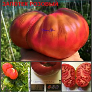 ЗАПОТЕК РОЗОВЫЙ (ZAPOTEC PINK) - ранний малиновый трюфель, 10 семян