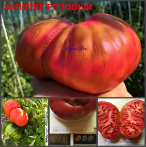 ЗАПОТЕК РОЗОВЫЙ (ZAPOTEC PINK) - ранний малиновый трюфель, 10 семян