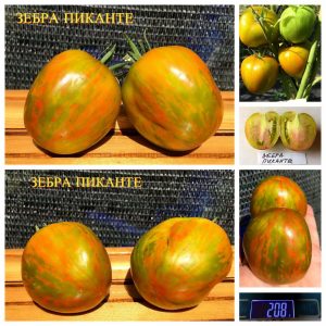 ЗЕБРА ПИКАНТЕ (ZEBRA PICANTE) - зеленая полосатая сливка би-колор, 10 семян