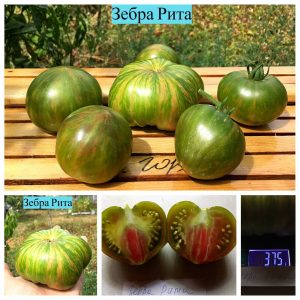 ЗЕБРА РИТА (ZEBRA RITA) - ранний зеленый полосатый би-колор, 10 семян