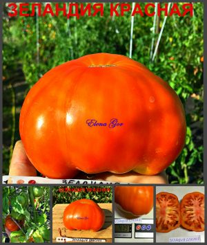 ЗЕЛАНДИЯ КРАСНАЯ (ZEALAND RED) - красный крупный бифштекс, 10 семян