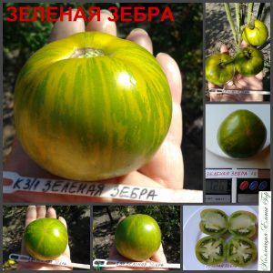 ЗЕЛЕНАЯ ЗЕБРА (GREEN ZEBRA) - ранний зеленый полосатый томат, 10 семян