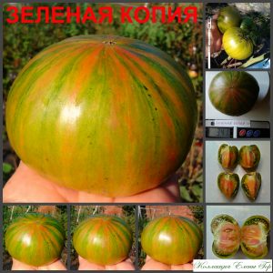 ЗЕЛЕНАЯ КОПИЯ (GREEN COPY) - зеленый полосатый крупный би-колор, 10 семян