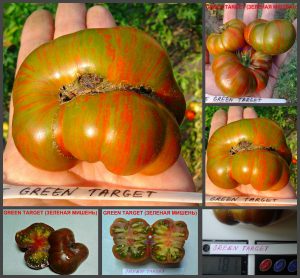 ЗЕЛЕНАЯ МИШЕНЬ (GREEN TARGET) - зеленый полосатый яркий би-колор, 10 семян