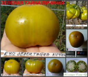 ЗЕЛЕНАЯ ТАЙНА ЛИЧИНКИ (Grub’s Mystery Green) - ранний зеленый бифштекс, 10 семян