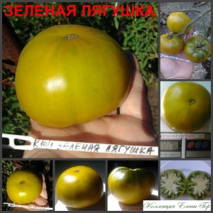 ЗЕЛЕНАЯ ЦАРЕВНА-ЛЯГУШКА (GREEN FROG PRINCESS) - зеленый вкусный бифштекс, 10 семян