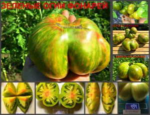 ЗЕЛЕНЫЕ ОГНИ ФОНАРЕЙ (GREEN LANTERN LIGHTS) - ранний зеленый супер сладкий би-колор